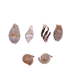 Seashell Charms