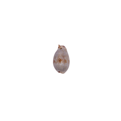 Seashell Charms